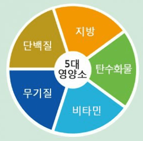 5대 영양소 균형 잡힌 식단 구성